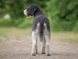 French Water Dog — rear
