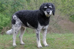 French Water Dog — senior