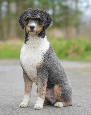 French Water Dog — sitting