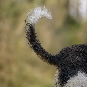French Water Dog — tail