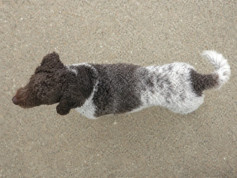 French Water Dog — top