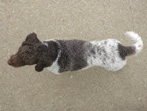 French Water Dog — top