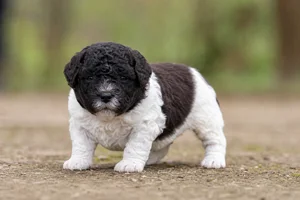 French Water Dog — young puppy (~1 mo)