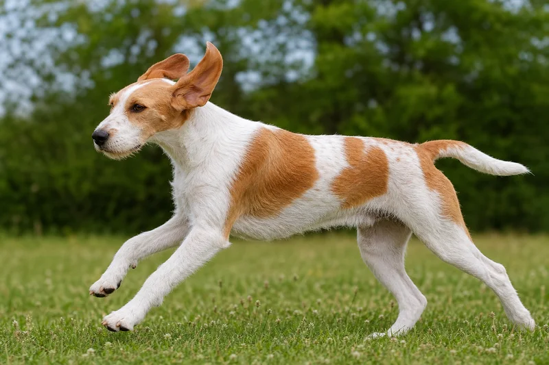 French White and Orange Hound — running
