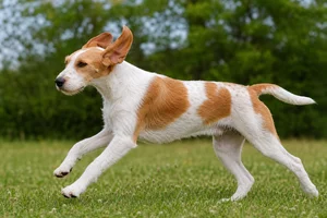 French White and Orange Hound — running