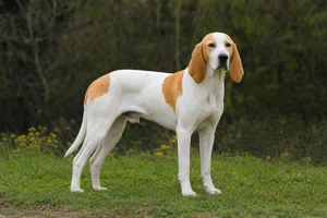 French White and Orange Hound — adult