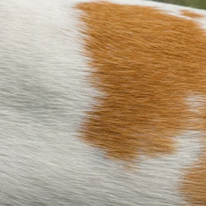 French White and Orange Hound — coat texture