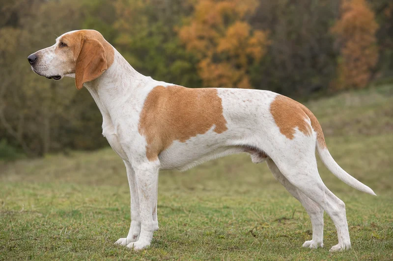 French White and Orange Hound — White and Orange coat