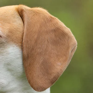 French White and Orange Hound — ears