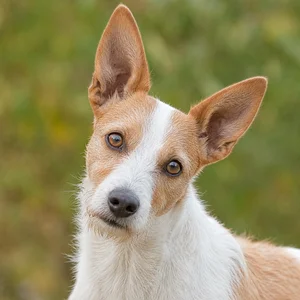 French White and Orange Hound — alert