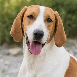 French White and Orange Hound — happy