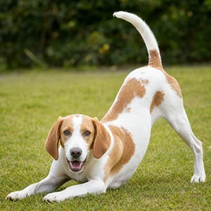 French White and Orange Hound — playful