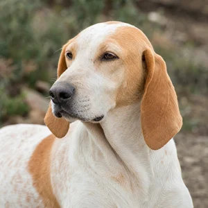 French White and Orange Hound — relaxed