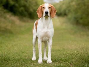 French White and Orange Hound — front