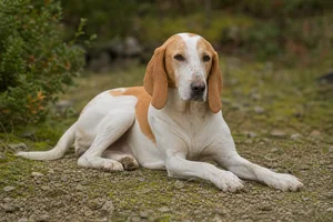French White and Orange Hound — lying down