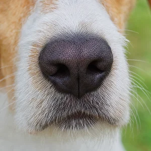 French White and Orange Hound — nose