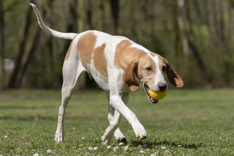 French White and Orange Hound — playing