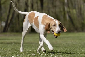 French White and Orange Hound — playing