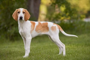 French White and Orange Hound — puppy (~4 mo)