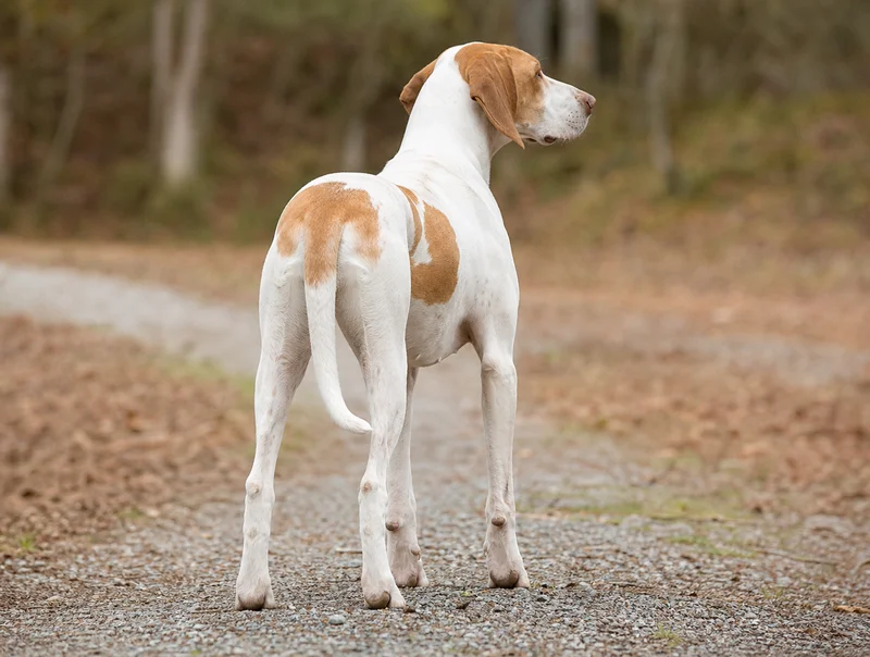 French White and Orange Hound — rear