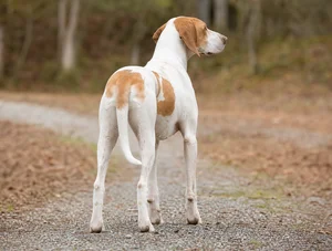 French White and Orange Hound — rear