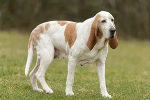 French White and Orange Hound — senior