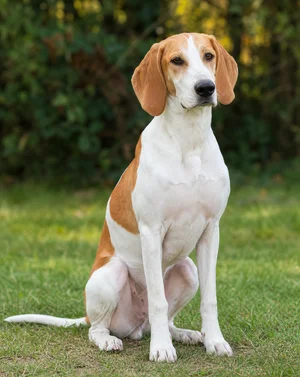 French White and Orange Hound — sitting