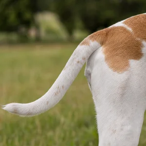 French White and Orange Hound — tail
