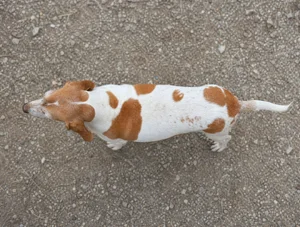 French White and Orange Hound — top