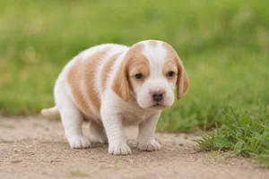 French White and Orange Hound — young puppy (~1 mo)
