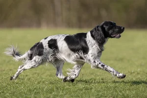 Frisian Pointing Dog — running