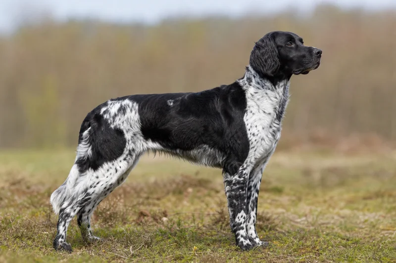 Frisian Pointing Dog — adult