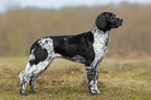 Frisian Pointing Dog — adult