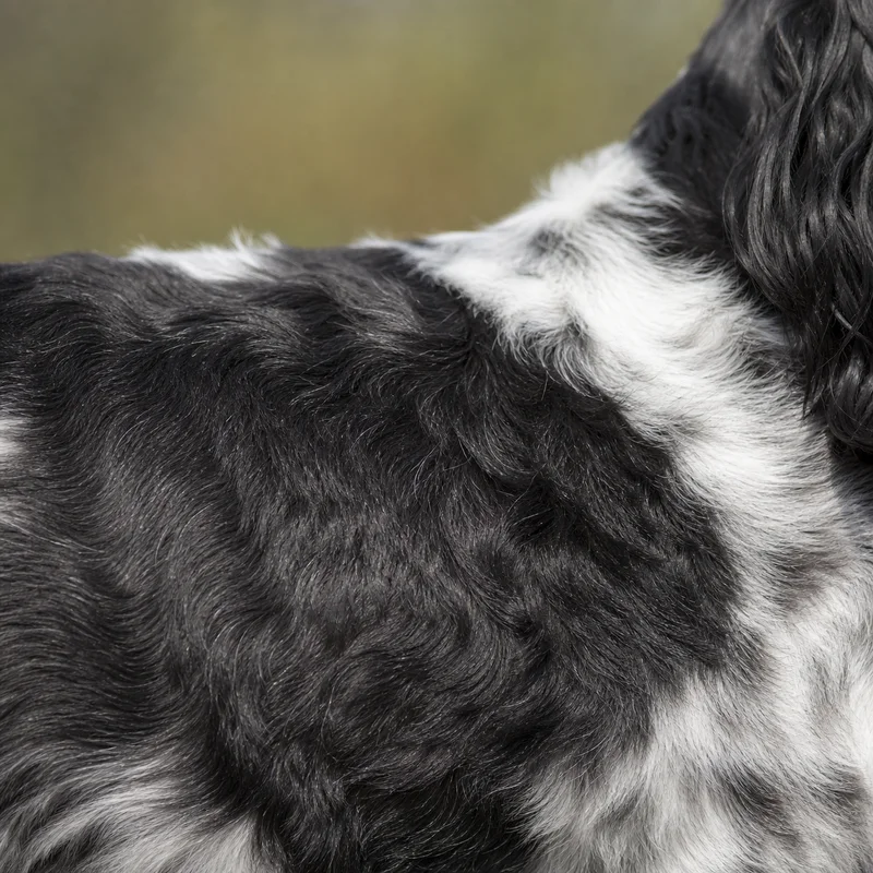 Frisian Pointing Dog — coat texture
