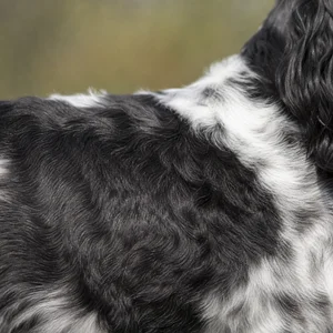 Frisian Pointing Dog — coat texture