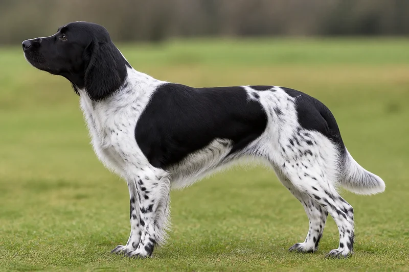 Frisian Pointing Dog — Black and White coat