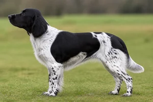 Frisian Pointing Dog — Black and White coat