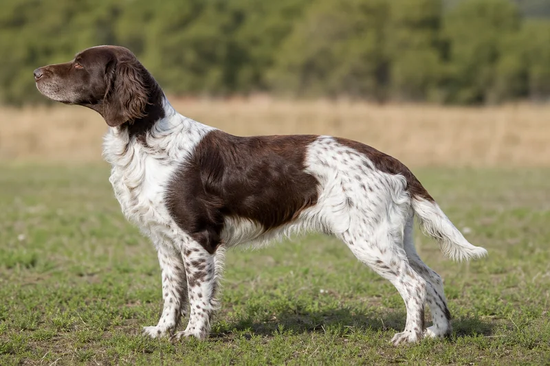 Frisian Pointing Dog — Brown and White coat