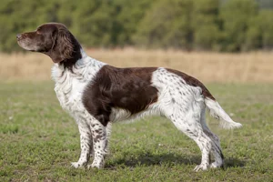 Frisian Pointing Dog — Brown and White coat