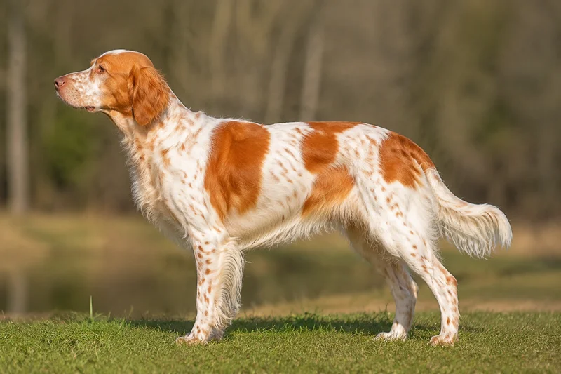 Frisian Pointing Dog — Orange and White coat