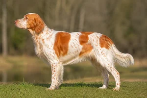 Frisian Pointing Dog — Orange and White coat