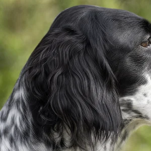 Frisian Pointing Dog — ears