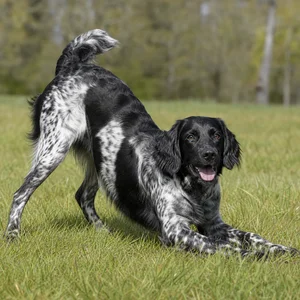 Frisian Pointing Dog — playful