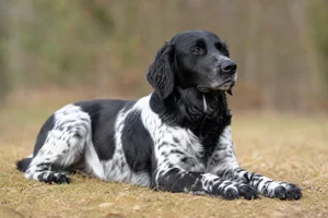 Frisian Pointing Dog — lying down