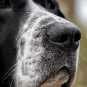 Frisian Pointing Dog — nose