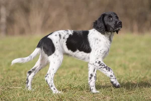 Frisian Pointing Dog — puppy (~4 mo)
