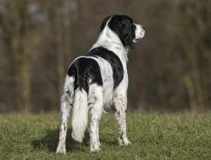 Frisian Pointing Dog — rear