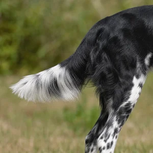 Frisian Pointing Dog — tail