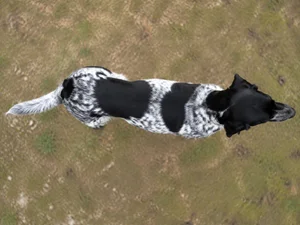 Frisian Pointing Dog — top