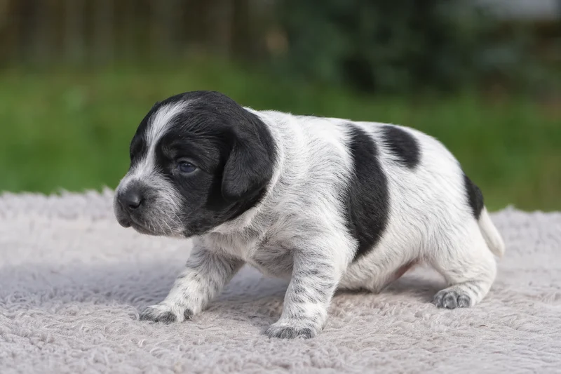 Frisian Pointing Dog — young puppy (~1 mo)